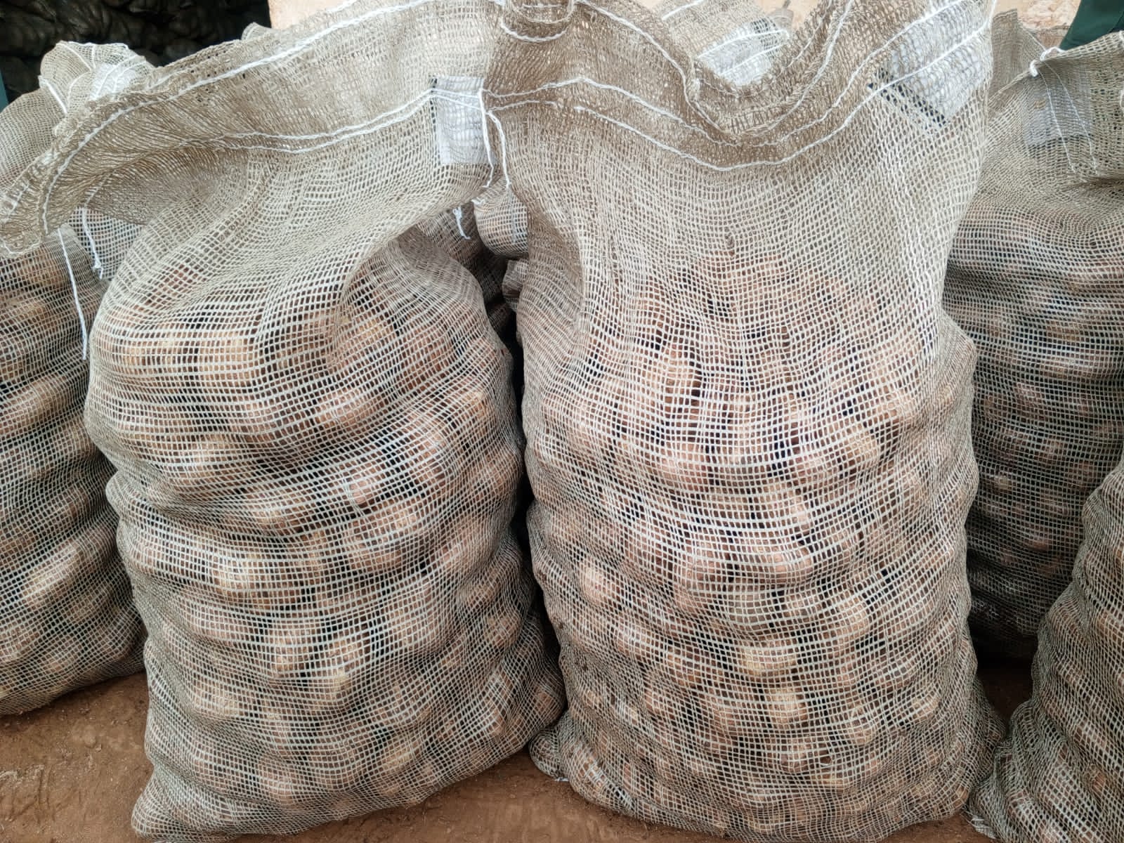 Shangi potato seed